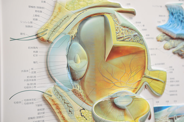 網膜剥離の予防・定期検診について
